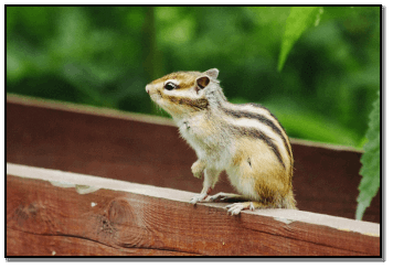 S QUIRRELS MAY PRETEND to bury a nut to throw off potential thieves Squirrels - photo 18