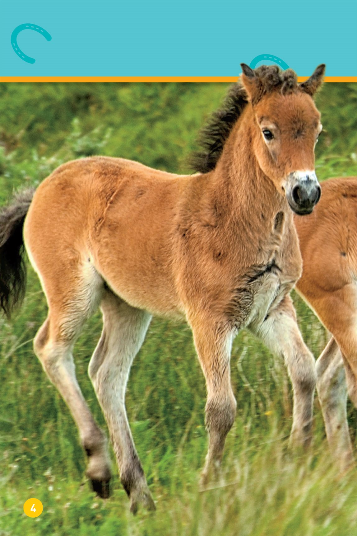 These young ponies play They live in a field Exmoor ponies - photo 6