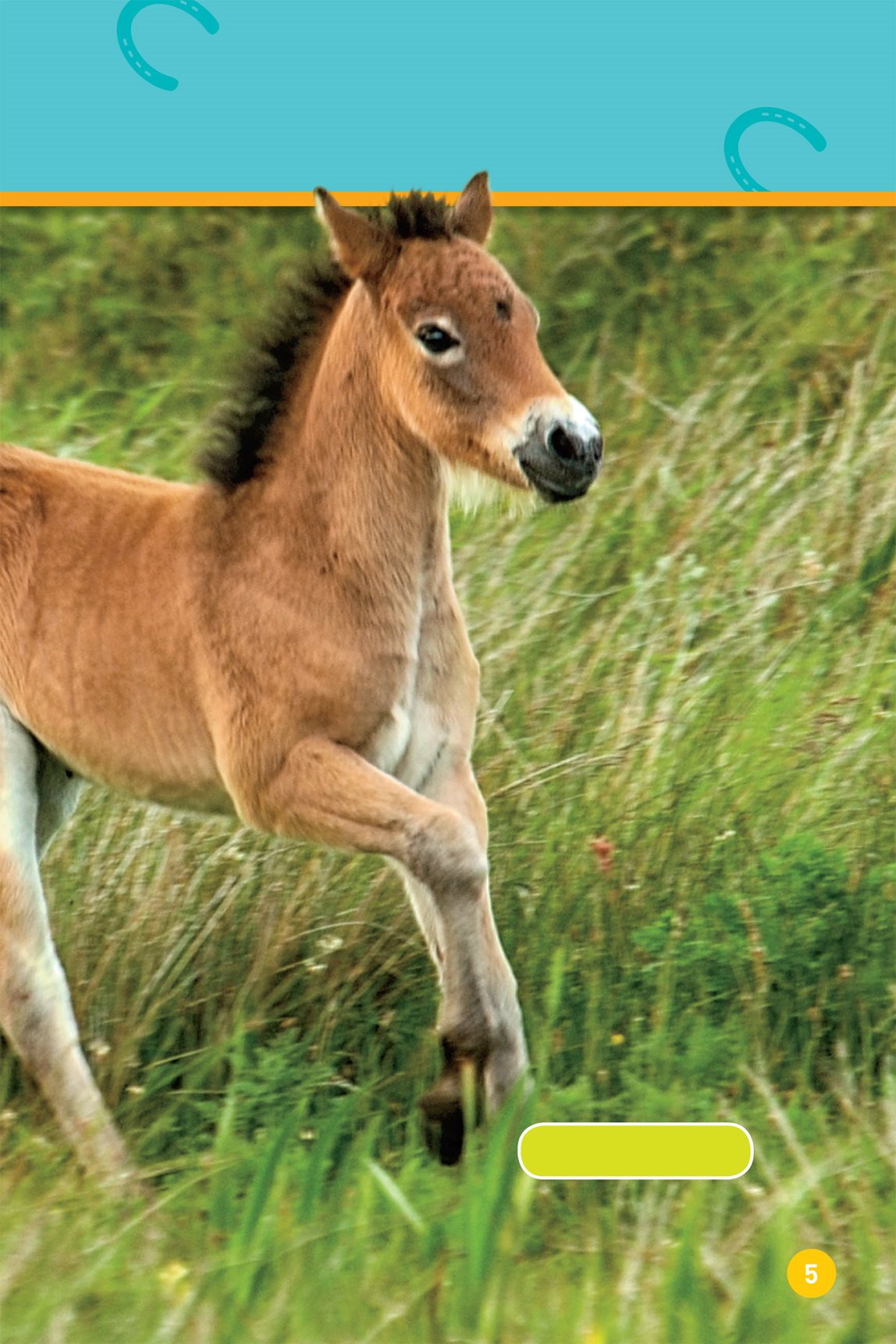 They live in a field Exmoor ponies Dartmoor ponies These ponies live on - photo 7