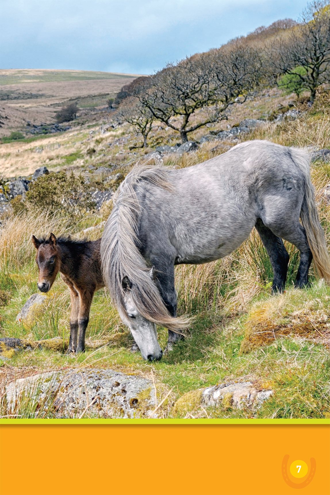 Its grassy and hilly here Ponies live in a group called a herd - photo 9