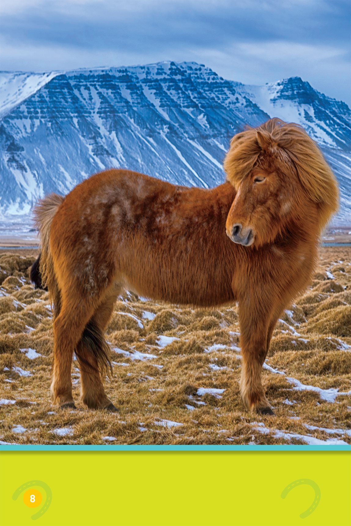 Ponies live in a group called a herd Icelandic horses This herd lives - photo 10