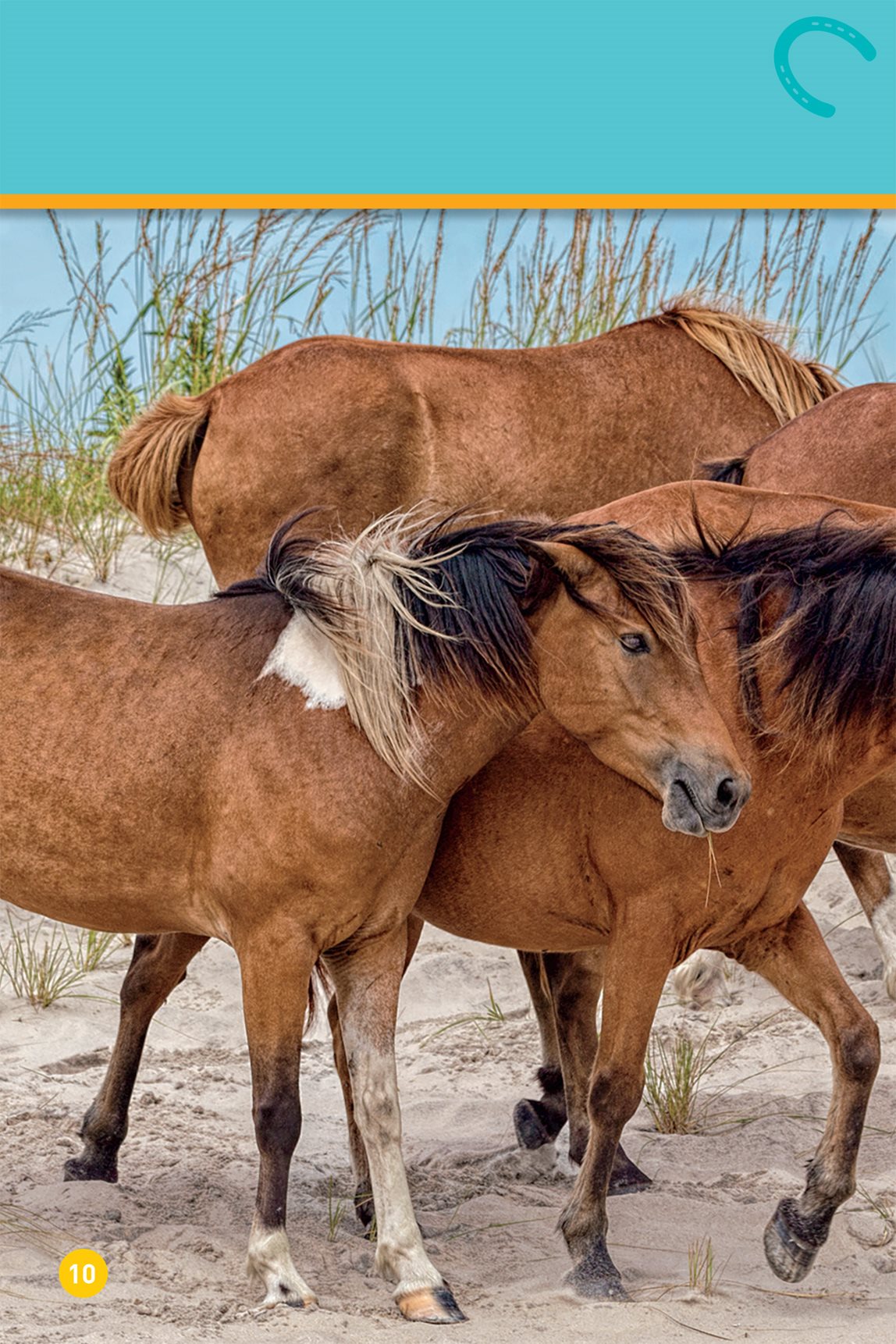 This herd lives at the beach Chincoteague ponies The - photo 12