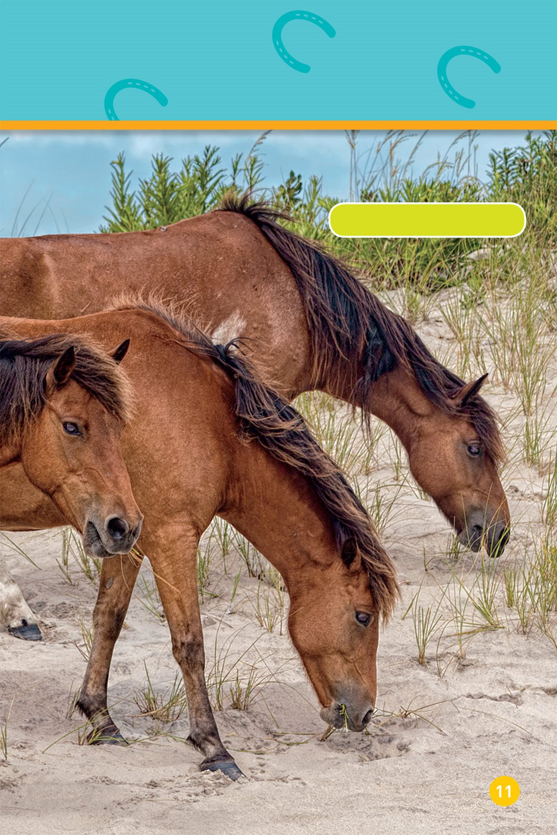 Chincoteague ponies There are ponies with light hair Welsh pony - photo 13