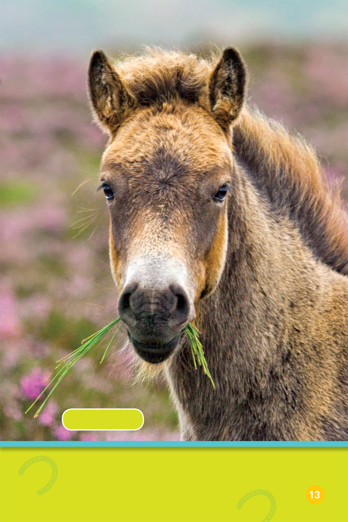 Exmoor pony There are ponies with dark hair Some ponies have short - photo 15