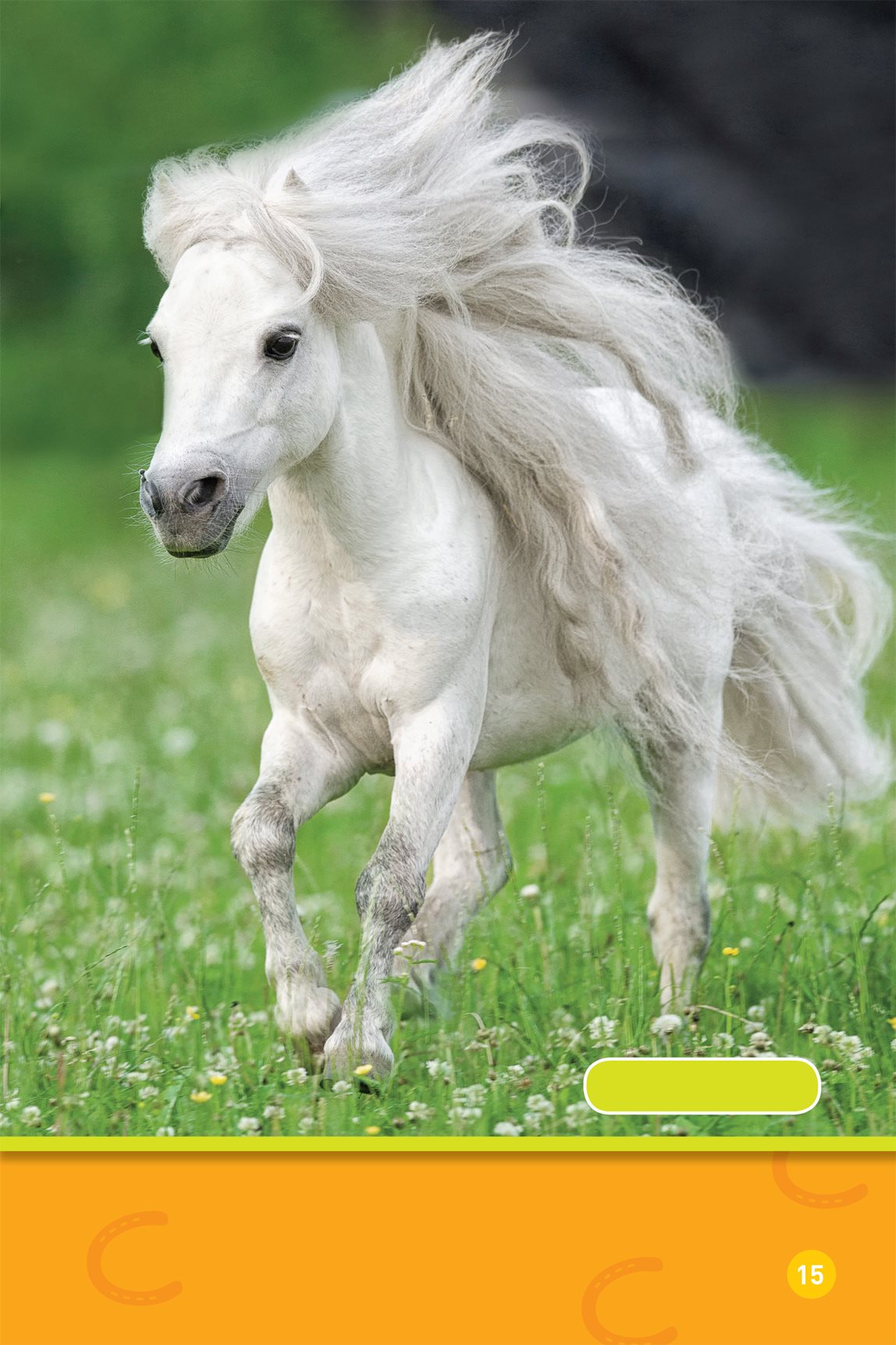 Shetland pony Some ponies have long hair All ponies eat grass - photo 17