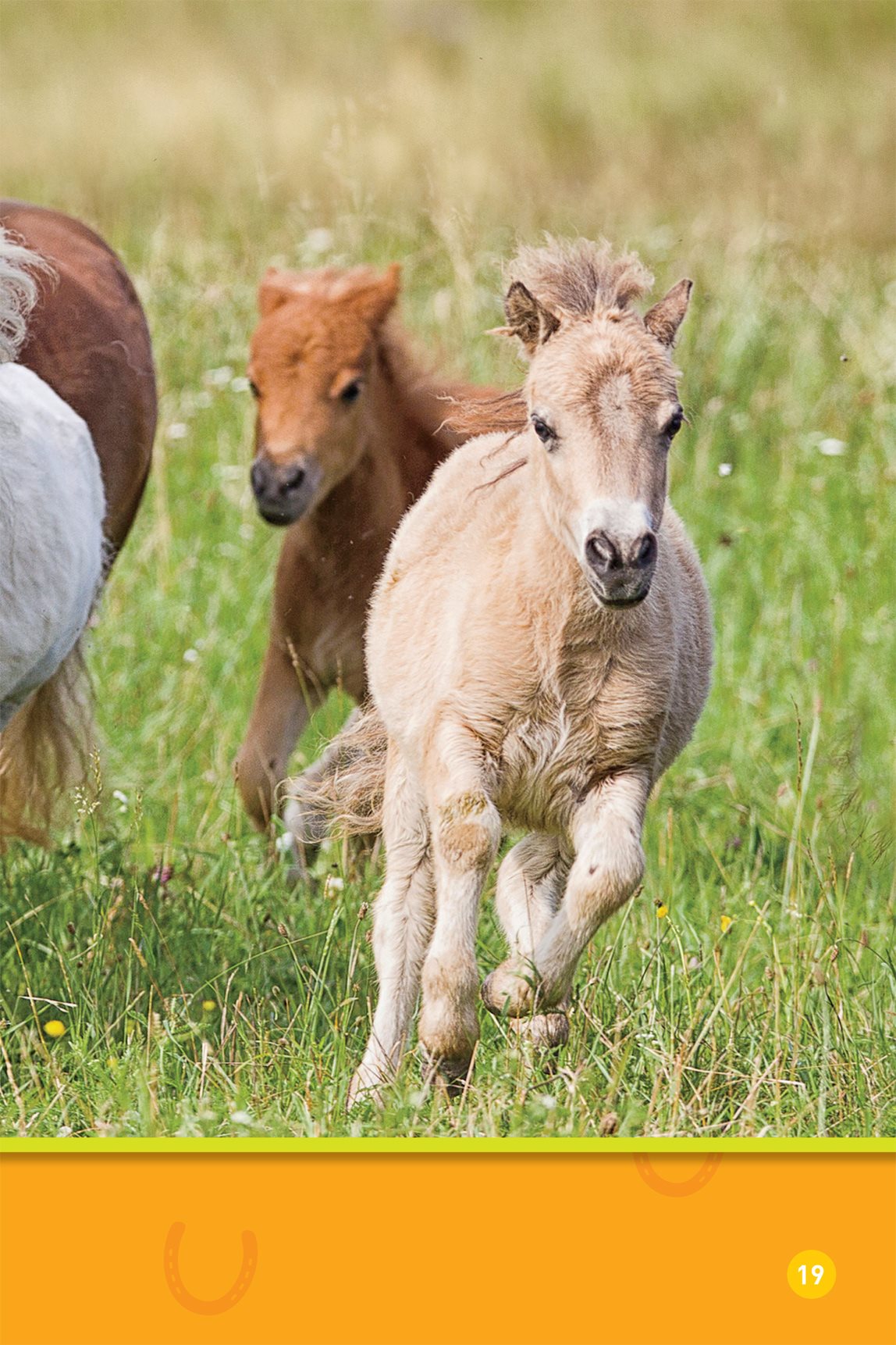 Play ponies Trot pony Shetland pony - photo 21