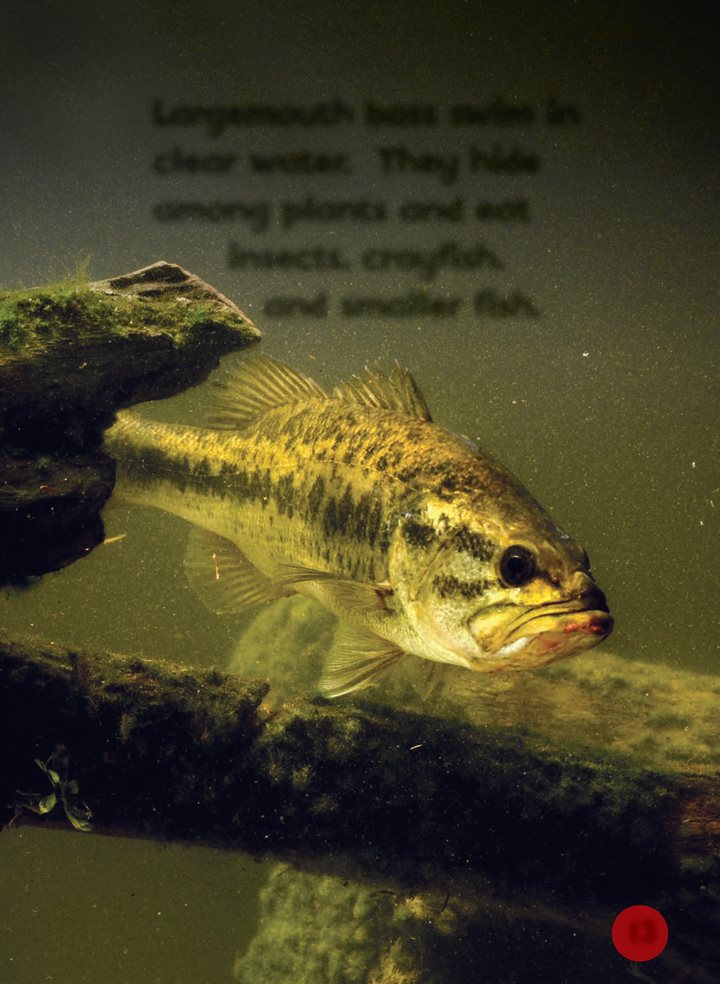 Largemouth bass swim in clear water They hide among plants and eat - photo 13