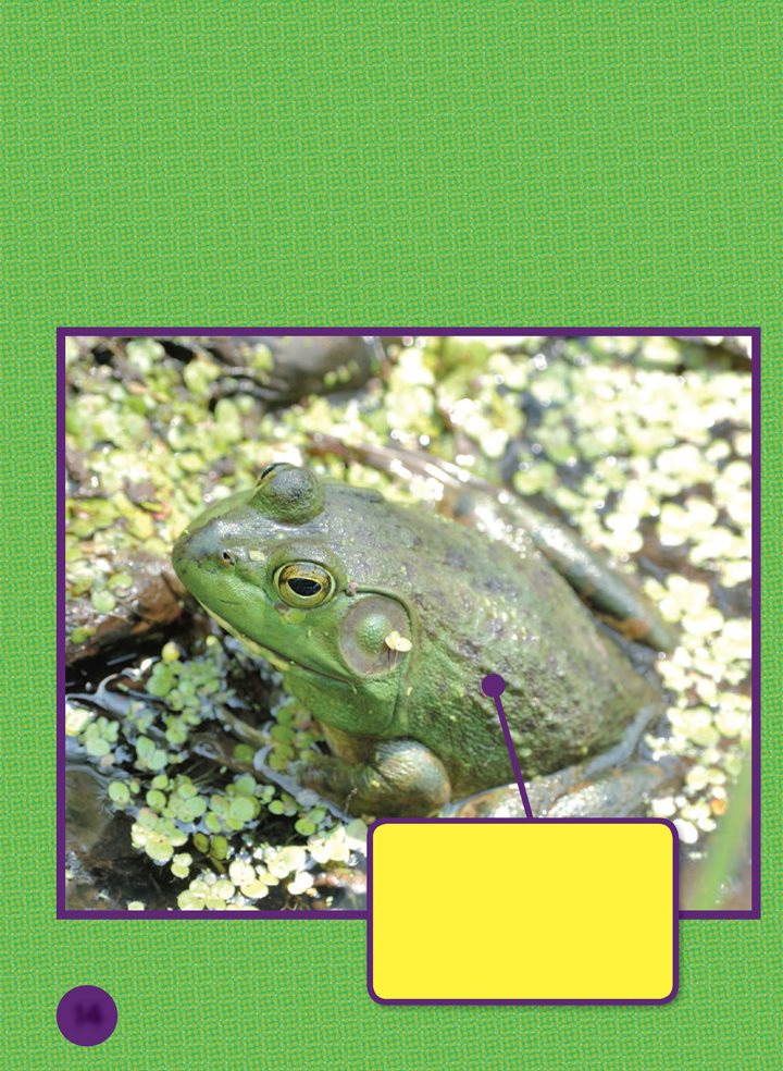 A bullfrog rests in warm still water It is hidden among floating plants - photo 14