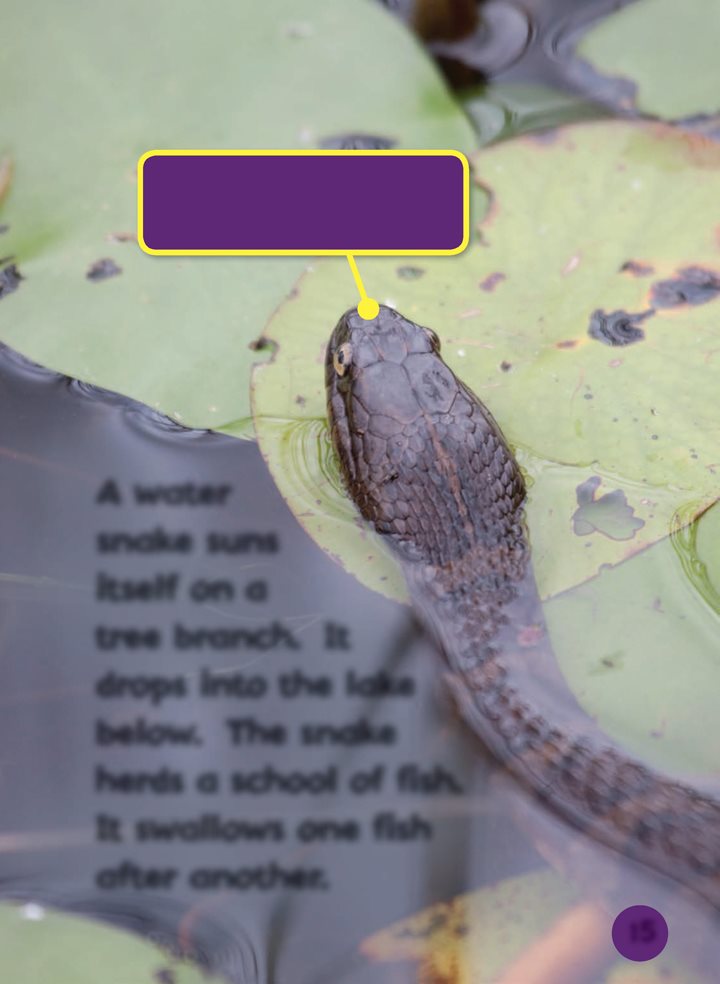 T his snake is called a northern water snake A water snake suns itself - photo 15