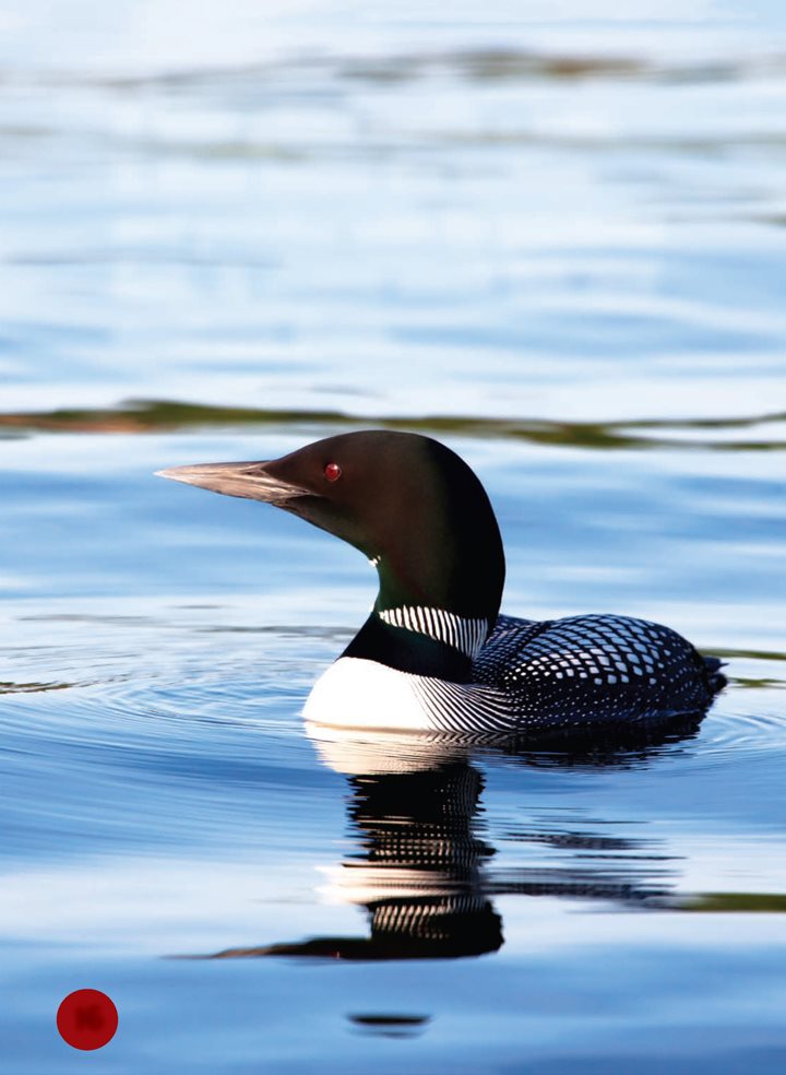 A loon glides across a lake It dives below the surface and paddles with - photo 16