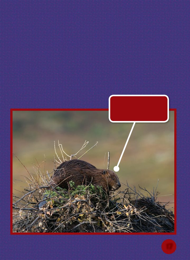 A family of beavers huddles in its lodge The lodge has an underwater - photo 17