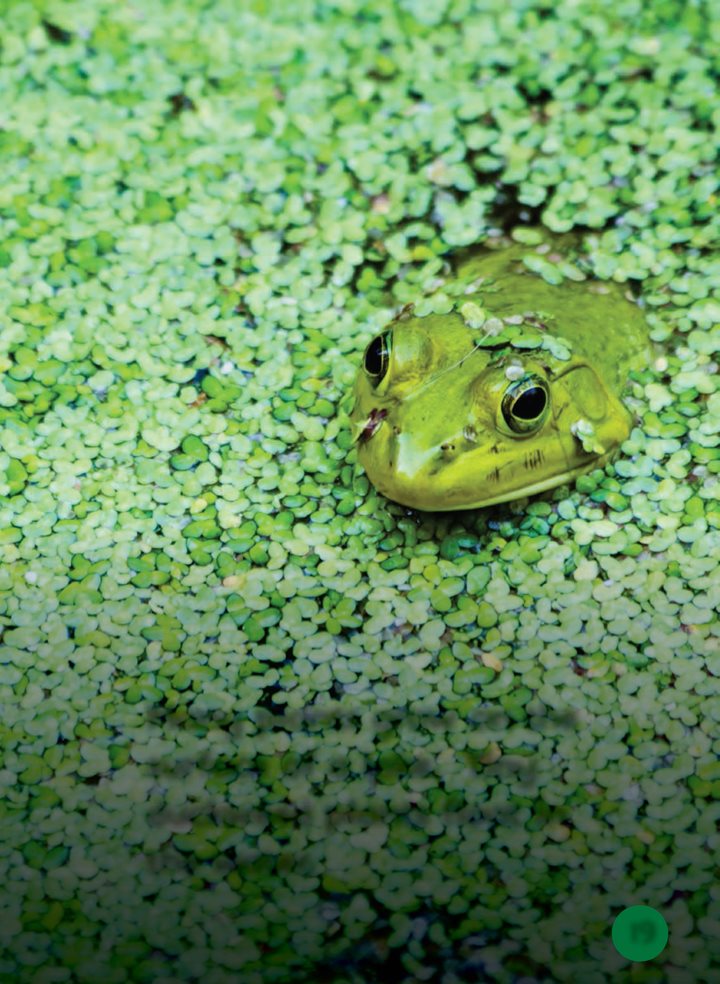 Many plants grow on the surface of a lake Tiny duckweed plants float in - photo 19