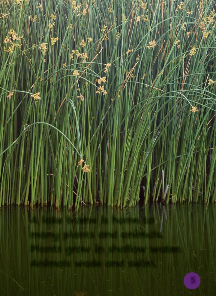 A lake biome is home to many plants and animals Plants grow in shallow - photo 5