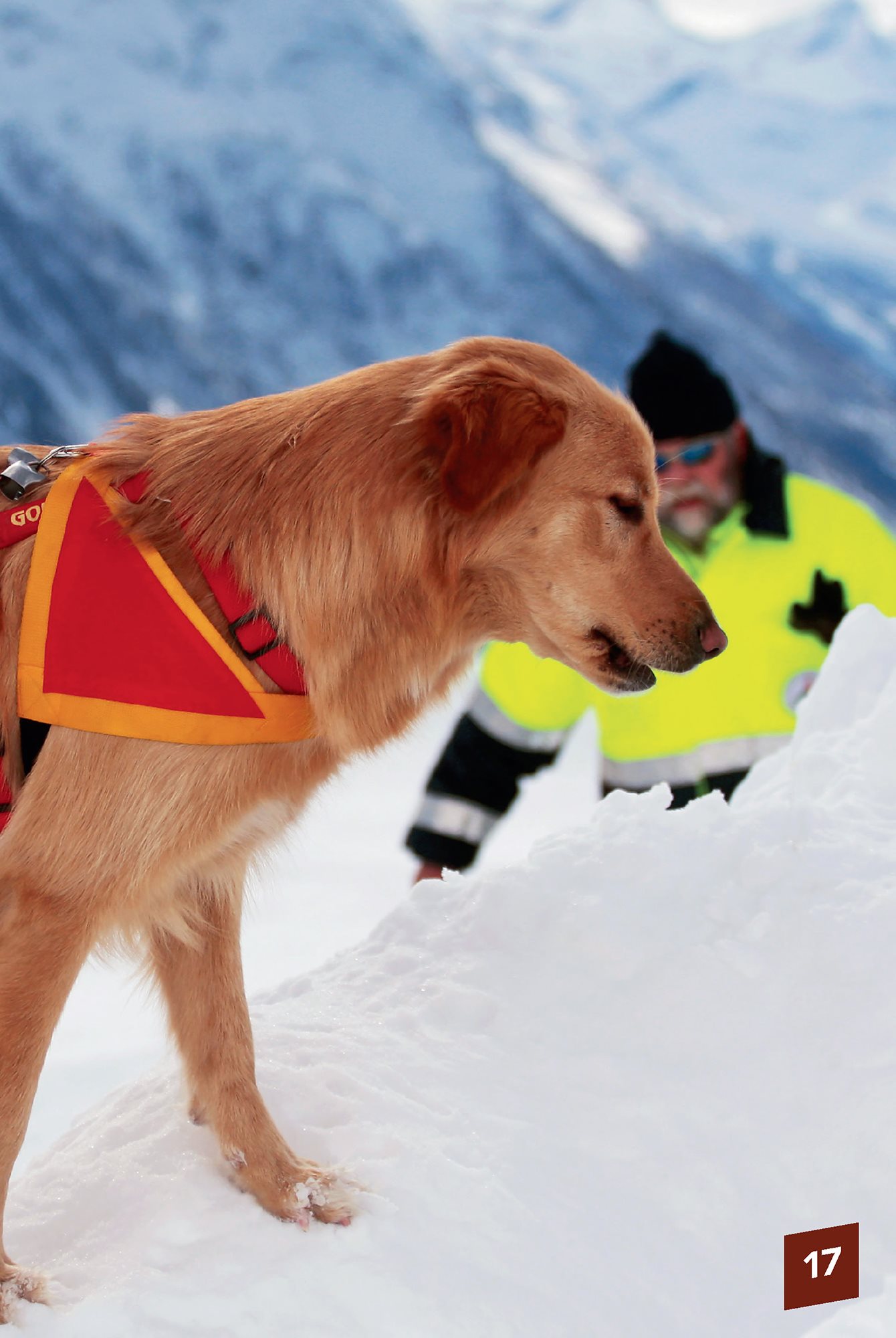 Water rescue dogs save drowning victims They help get them to a safe - photo 19