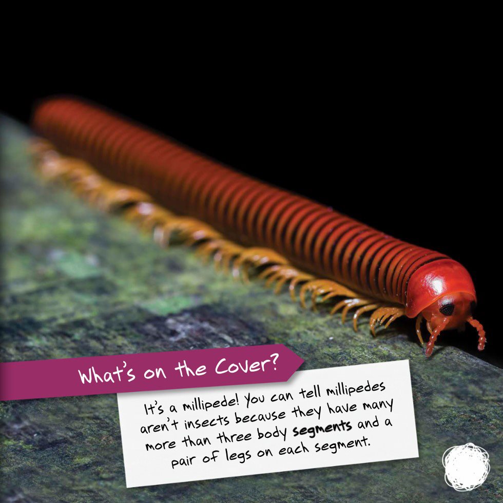 Whats on the Cover Its a millipede You can tell millipedes arent insects - photo 7