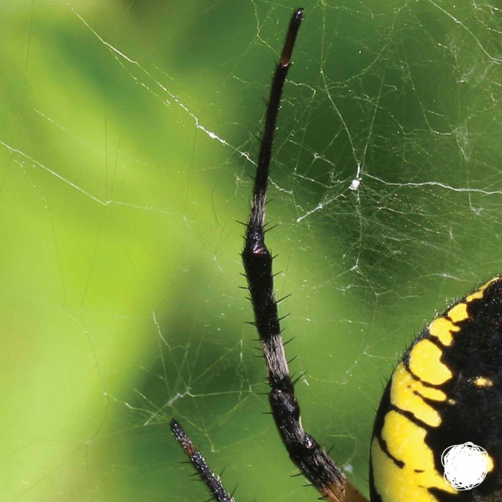 Its a spider You might spot this black-and-yellow garden spider in your - photo 21