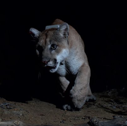 P-22 roaming Griffith Park in 2016 CONTENTS CHAPTER 1 A Mountain Lion in - photo 2