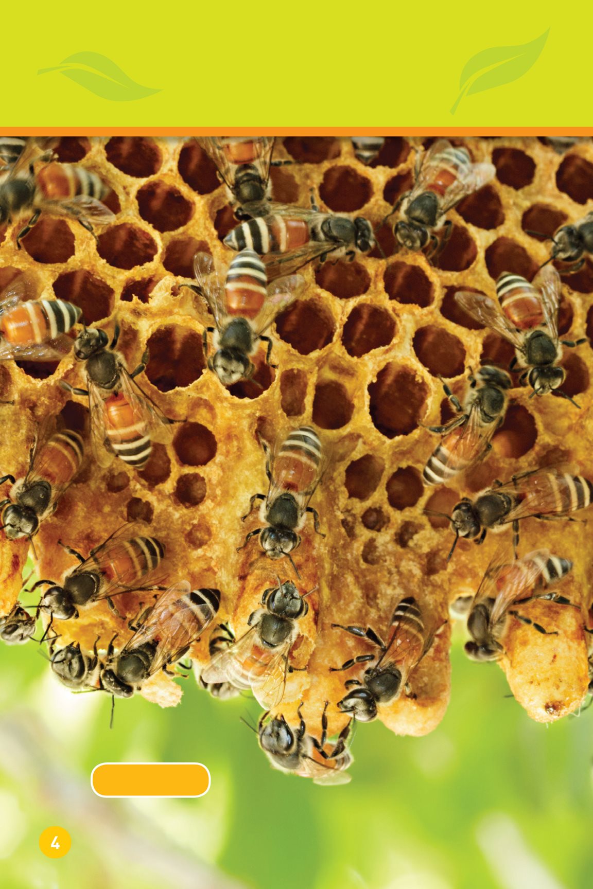 Some animals build their homes honey bees Bees build a hive - photo 6