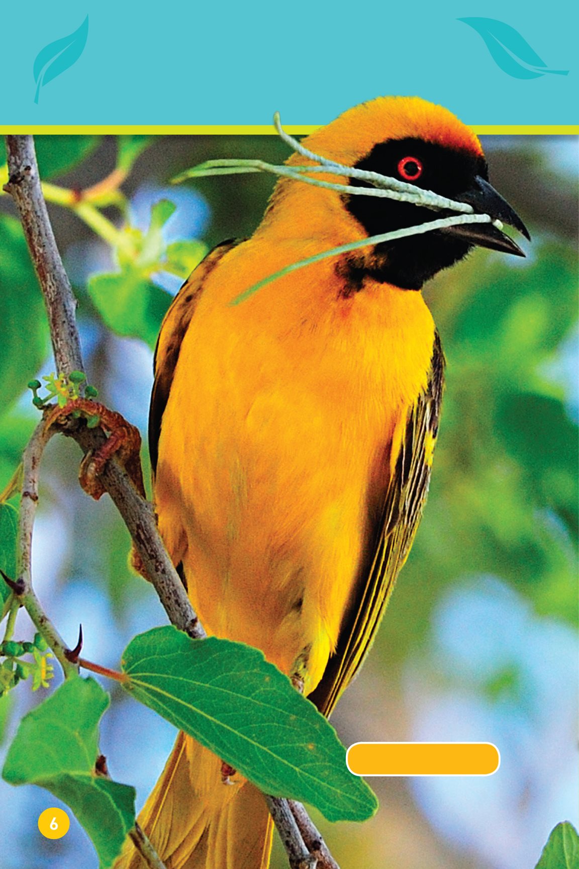 Birds use grass and twigs masked weaver They make a nest - photo 8