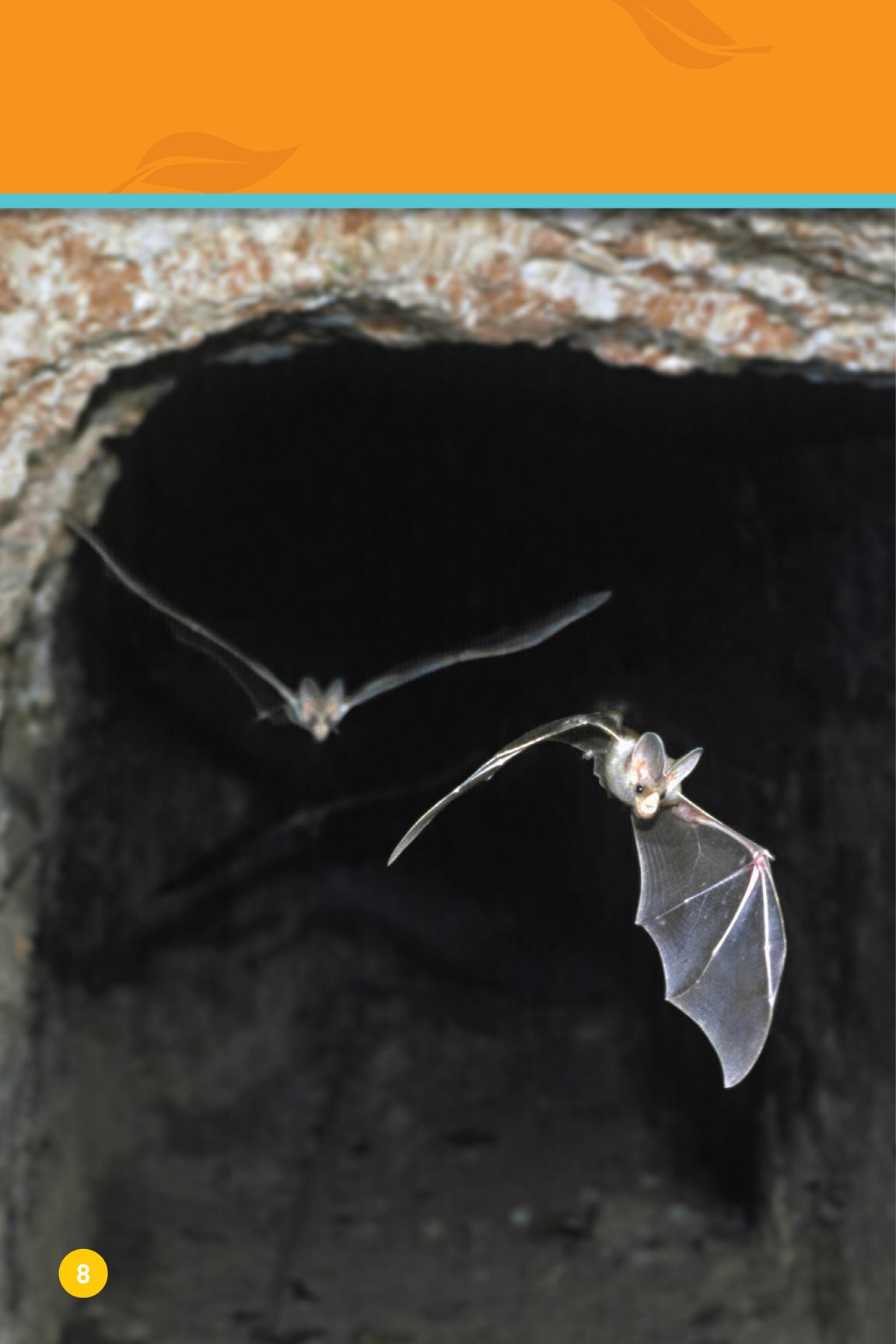 Other animals find their homes Some bats sleep in caves They hang on to - photo 10