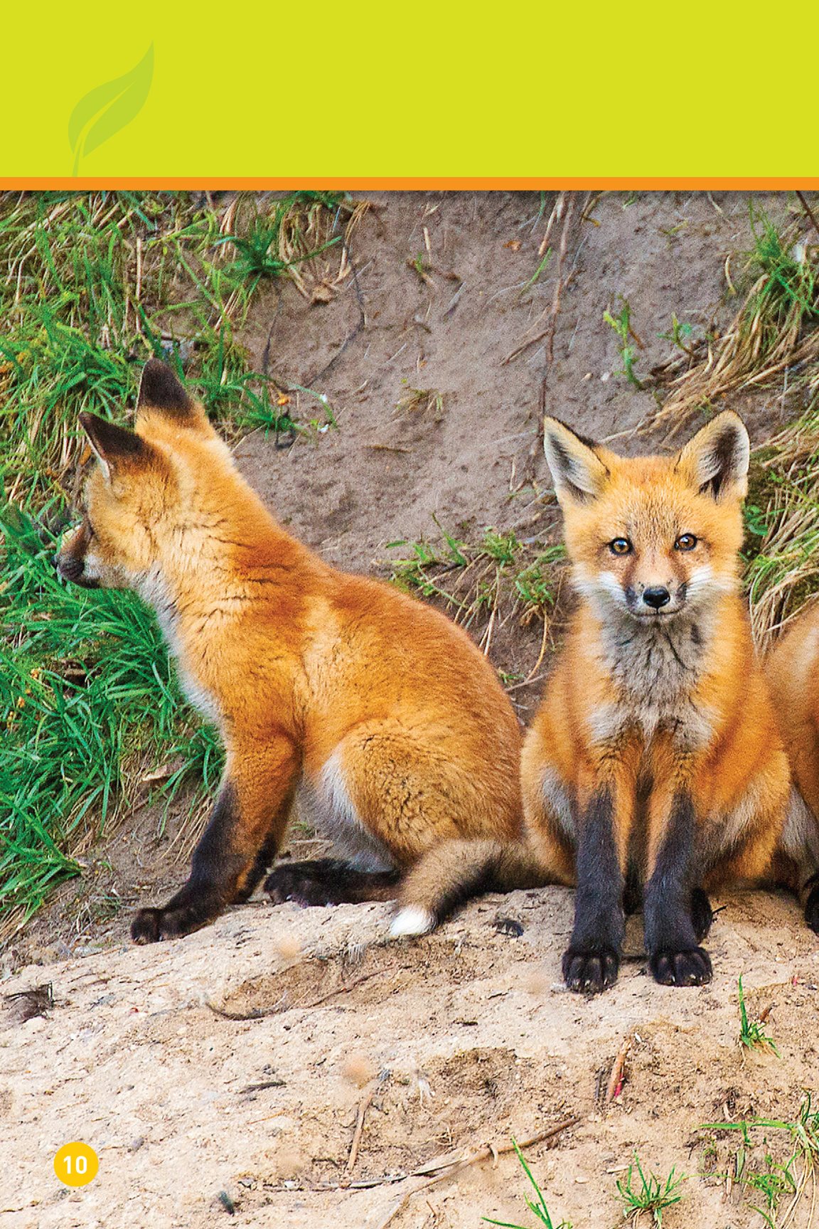 Some homes are low A fox lives in a den Its in the ground Foxes - photo 12