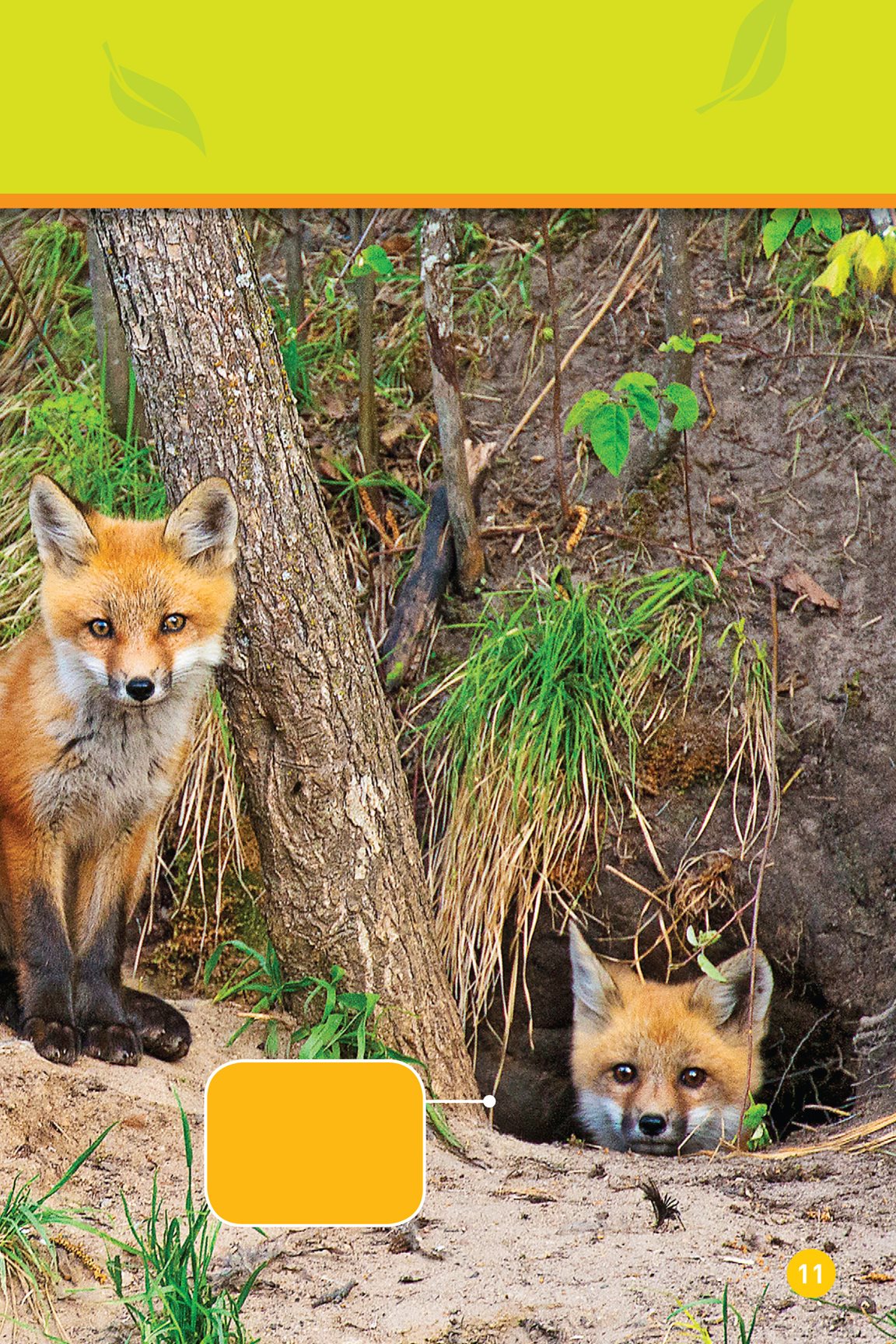 A fox lives in a den Its in the ground Foxes often make their dens near - photo 13