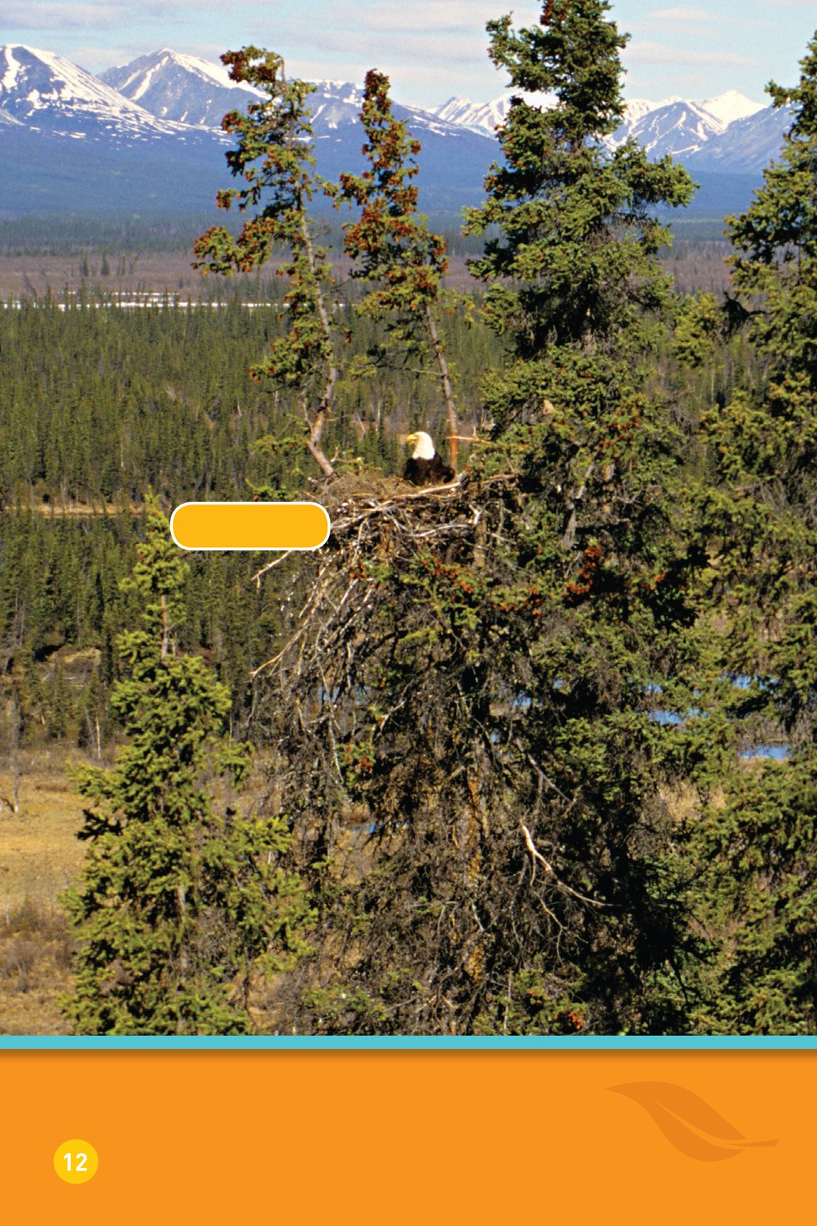 bald eagle Some homes are high A bird lives in a nest Its up in a tree - photo 14