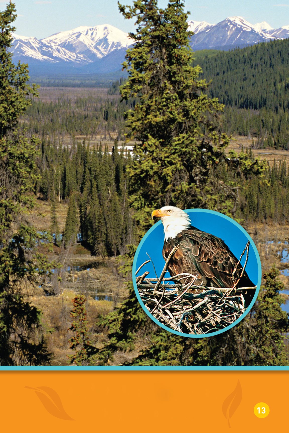 A bird lives in a nest Its up in a tree Some animals sleep in many - photo 15