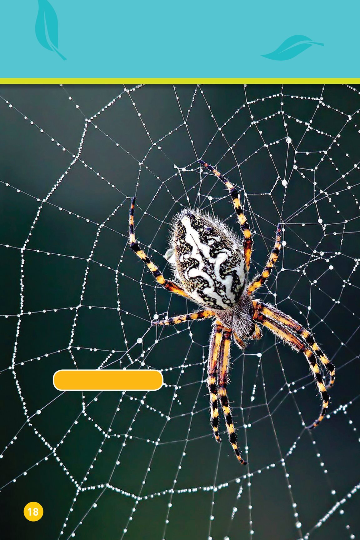 Some homes are for one animal orb-weaver spider A spider lives on a web - photo 20