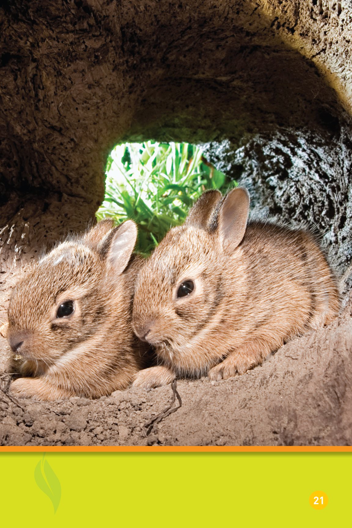 Rabbits live together They live in a burrow There are many kinds o f - photo 23