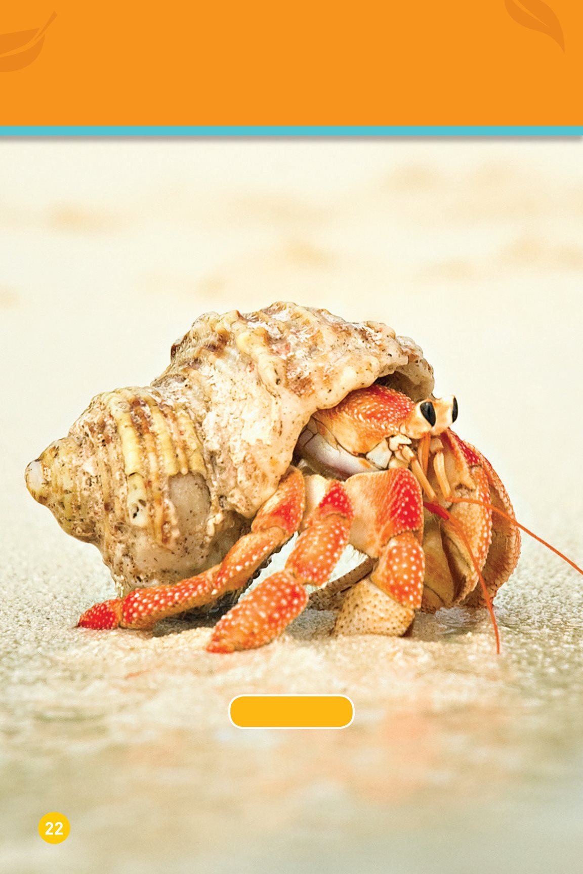 There are many kinds o f homes Some even move hermit crab YOUR TURN - photo 24