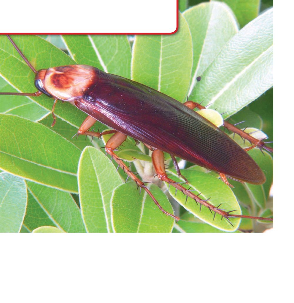 Cockroach Bodies Cockroaches are large insects with flat oval bodies - photo 4