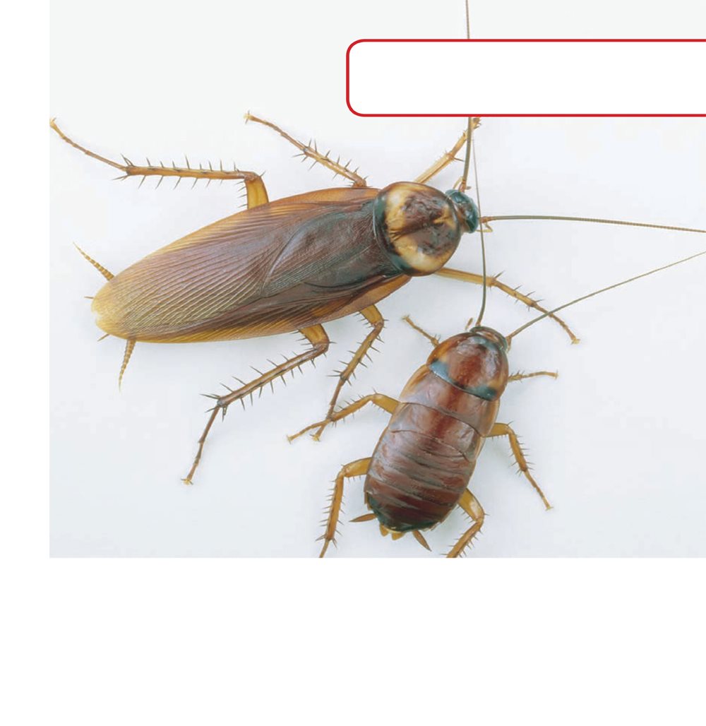 Cockroaches can grow to be inches 5 centimeters long Their bodies have a - photo 5