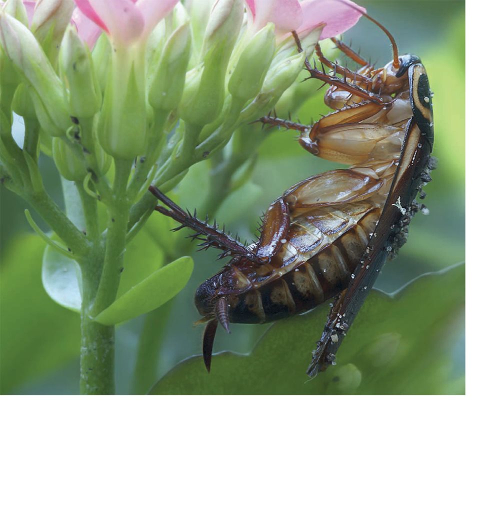 They can be black brown or reddish brown Some cockroaches cannot - photo 6