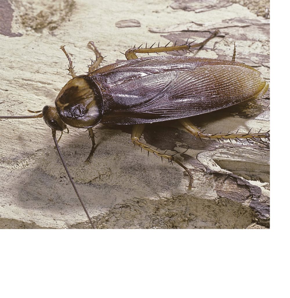 Cockroaches have six long legs Their legs help them run fast - photo 8