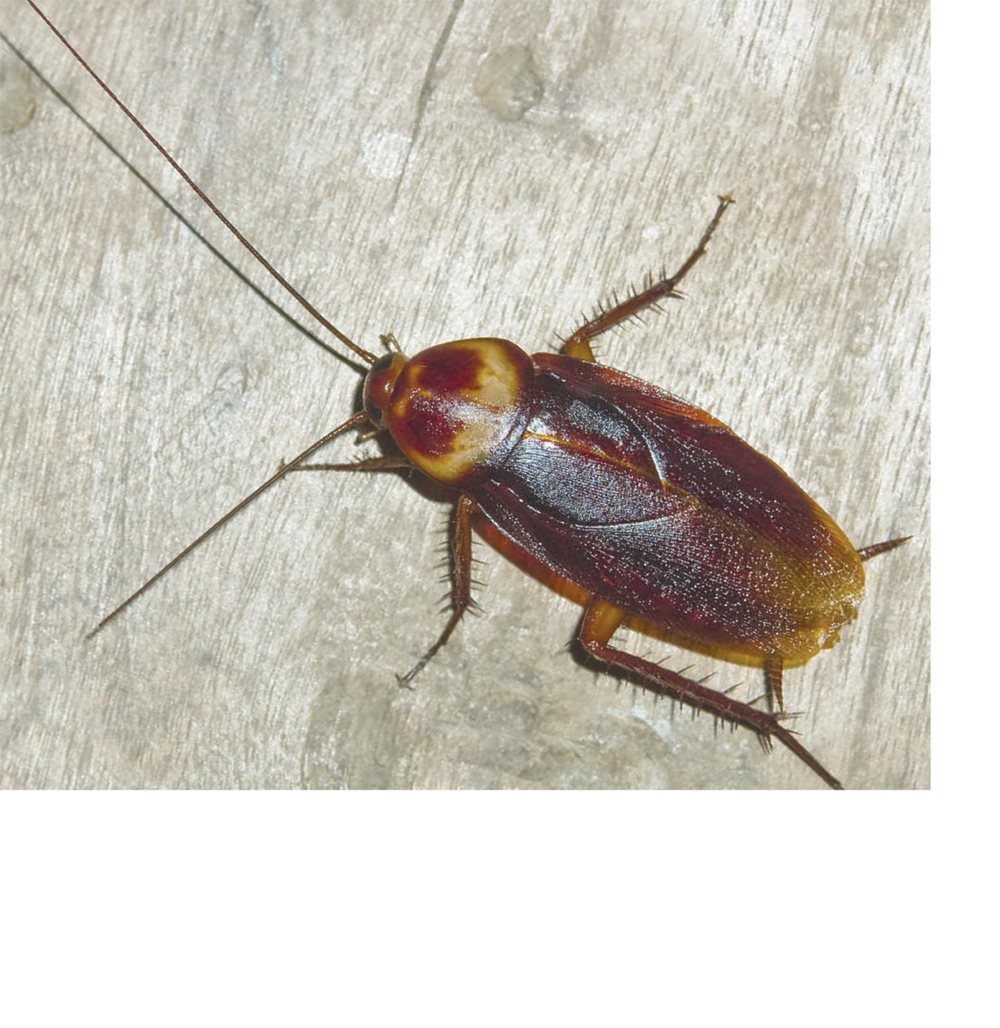 Cockroaches have two antennae They use their antennae to find their - photo 10