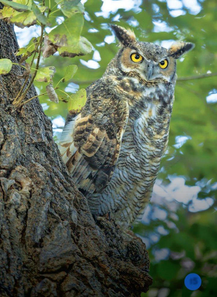 Hoo Hoo An owl is watching from high in the tree Owls hunt mice and - photo 15