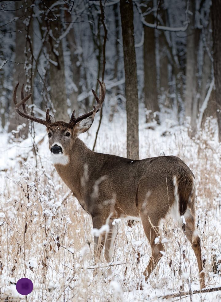 White- tailed deer hide in the forest The color of their fur blends into - photo 18