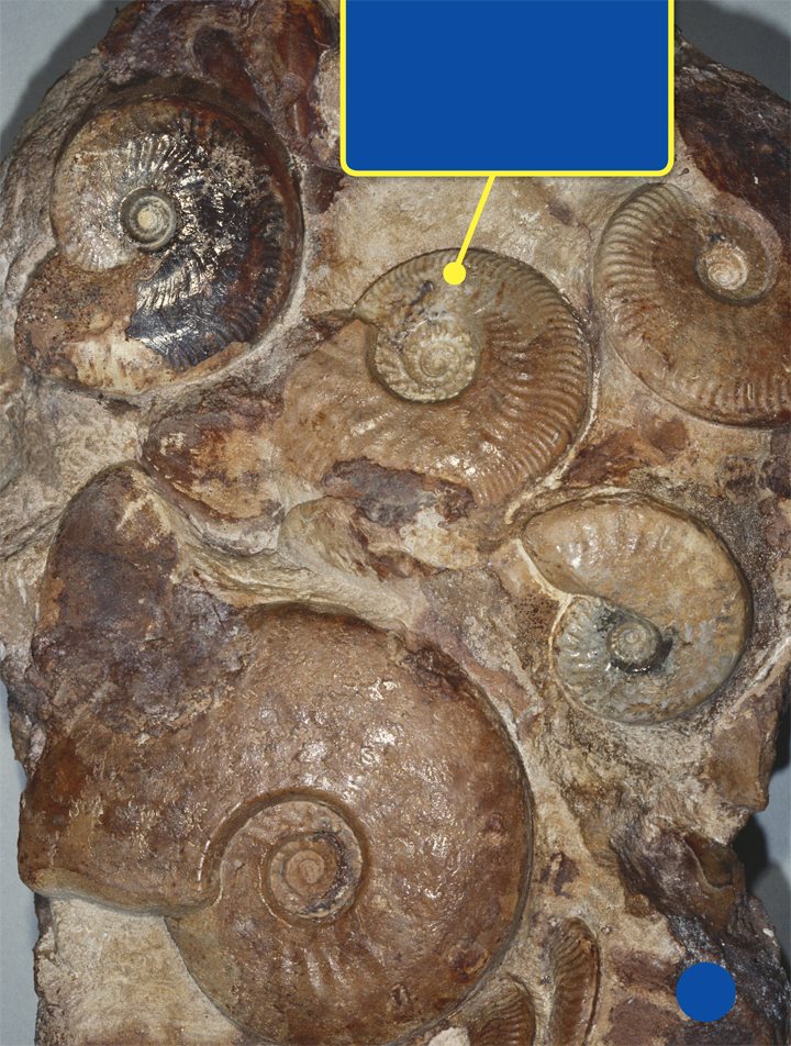 The largest of these animals were feet 3 meters across Some ammonites - photo 21