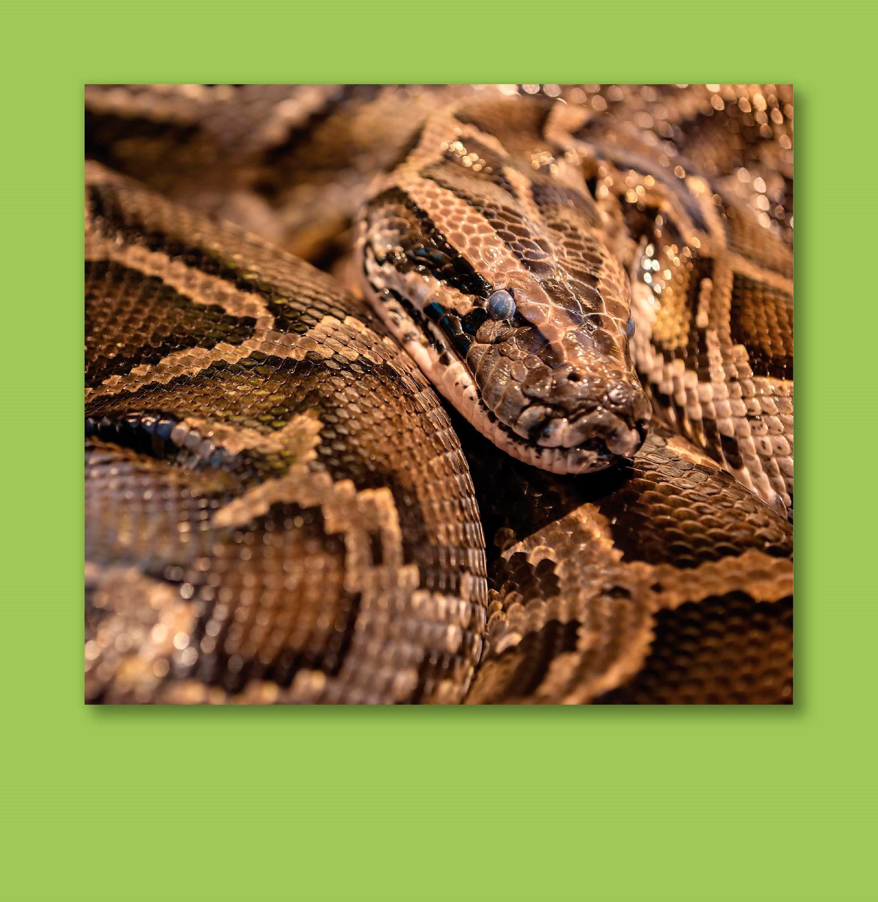The Burmese python is one of the largest snakes A Creepy Scene Hey Lets put - photo 4