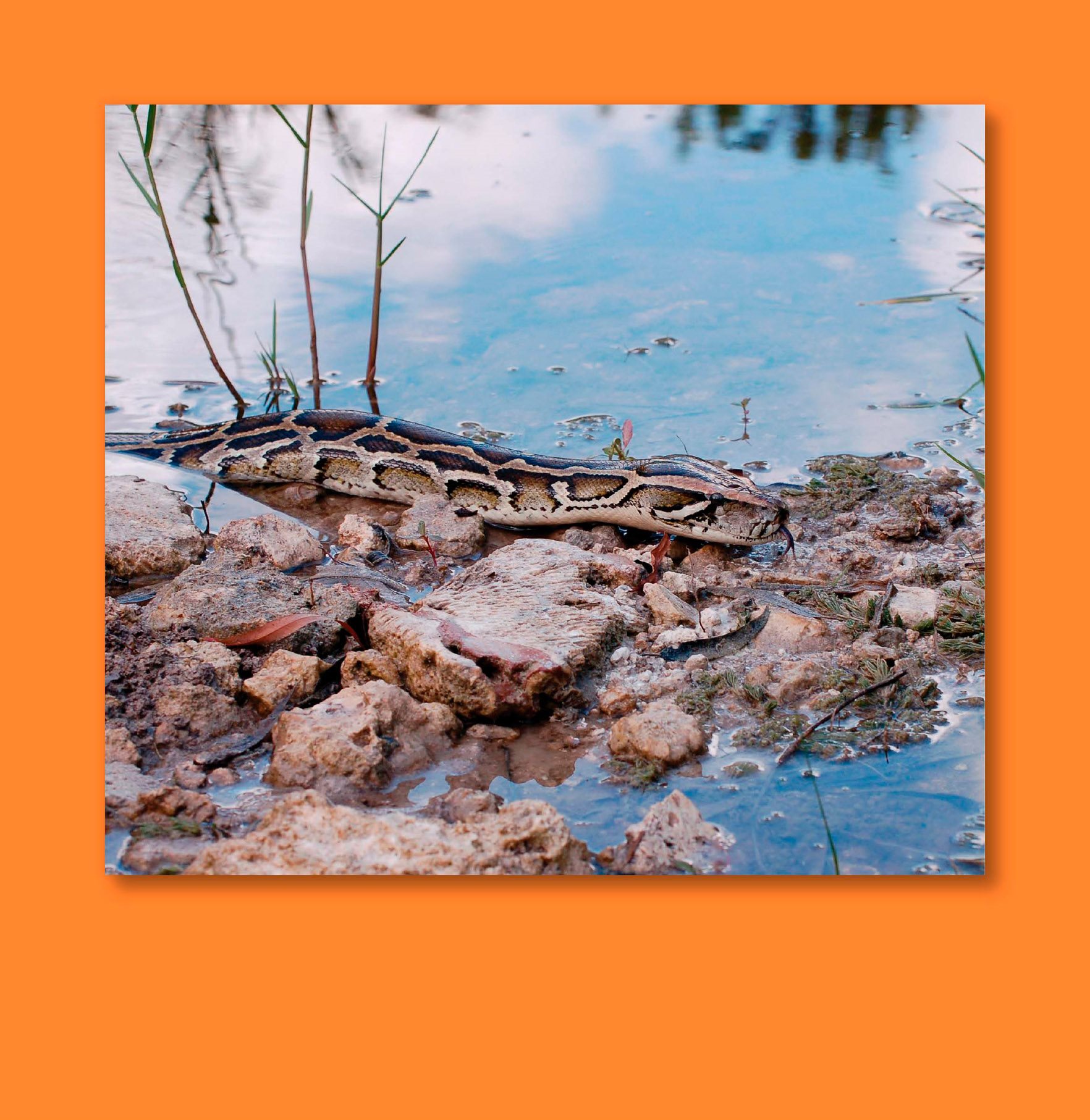 Burmese pythons are hard to spot They camouflage into the environment The - photo 5