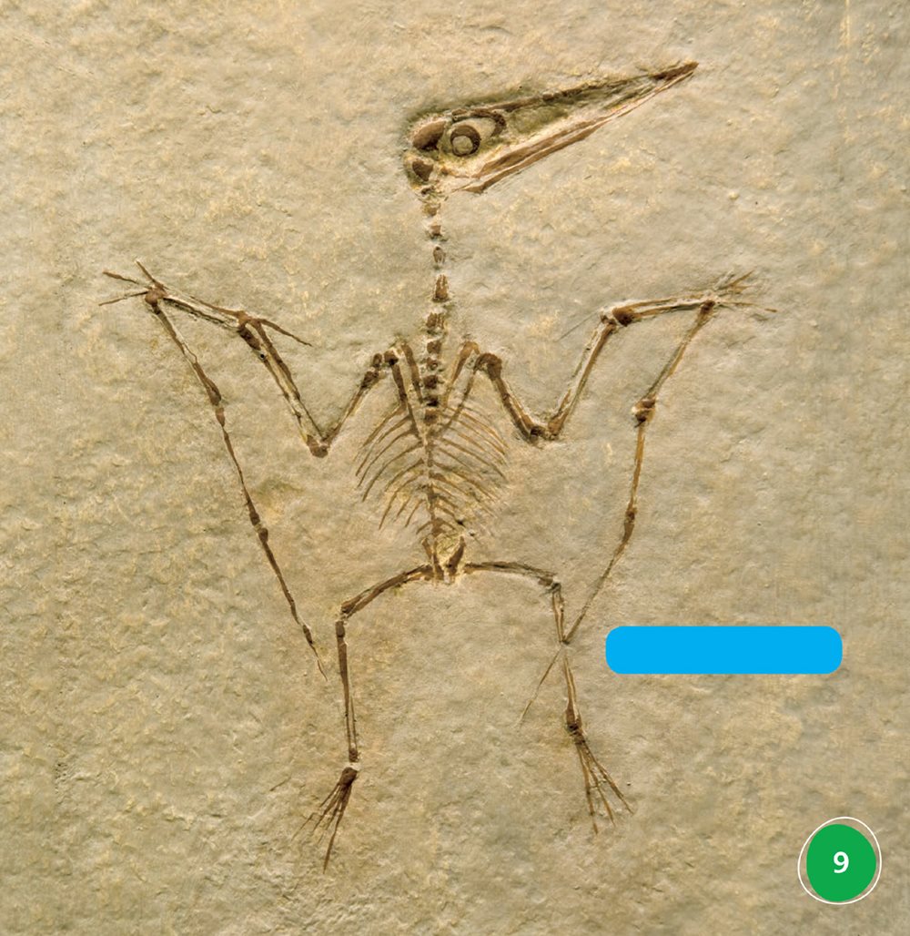 pterodactyl fossil Flying reptiles had wings The wings were made of - photo 9