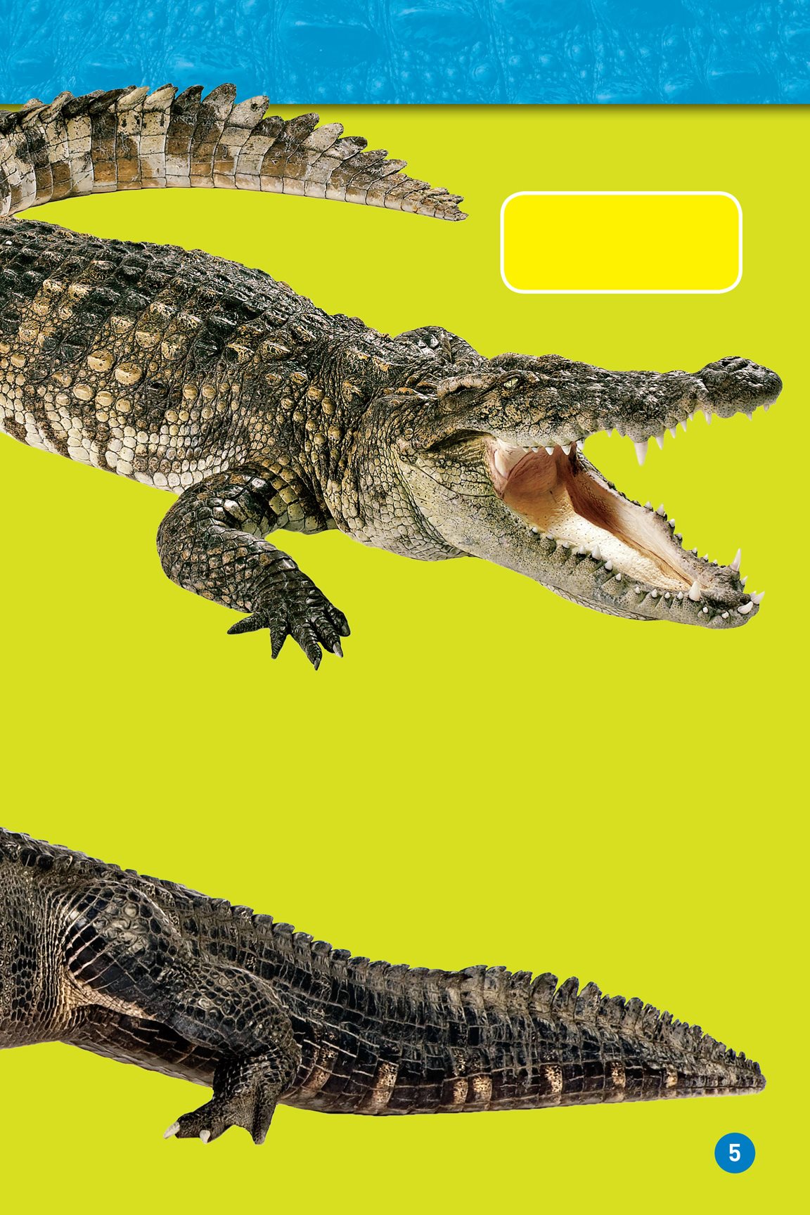 Can you tell which is the alligator and which is the crocodile But - photo 7