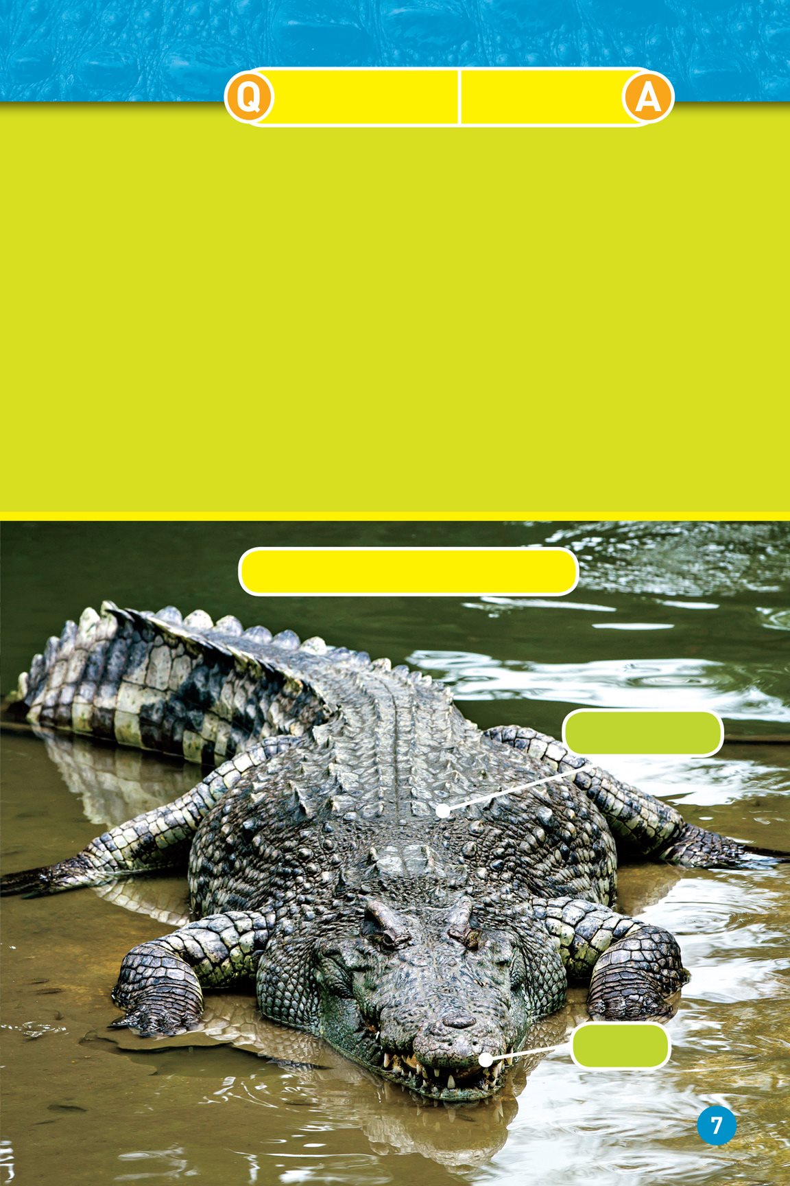 What do you call an alligator detective An investi- gator Crocodiles - photo 9