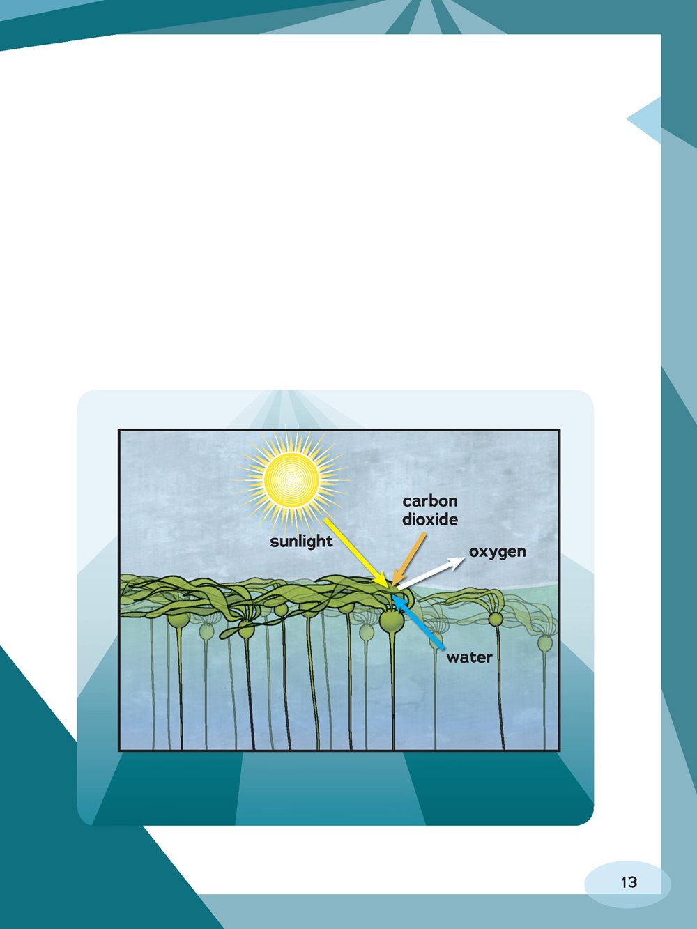 Making Food and Oxygen Plants make food and oxygen through photosynthesis - photo 13