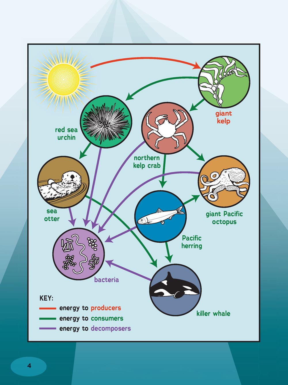 AN OCEAN FOOD WEB Chapter THE OCEAN From space our world looks - photo 4