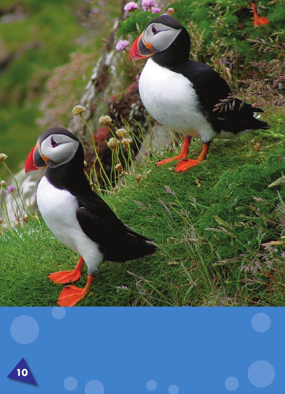 Puffin feathers trap air to keep puffins warm and help them float - photo 12