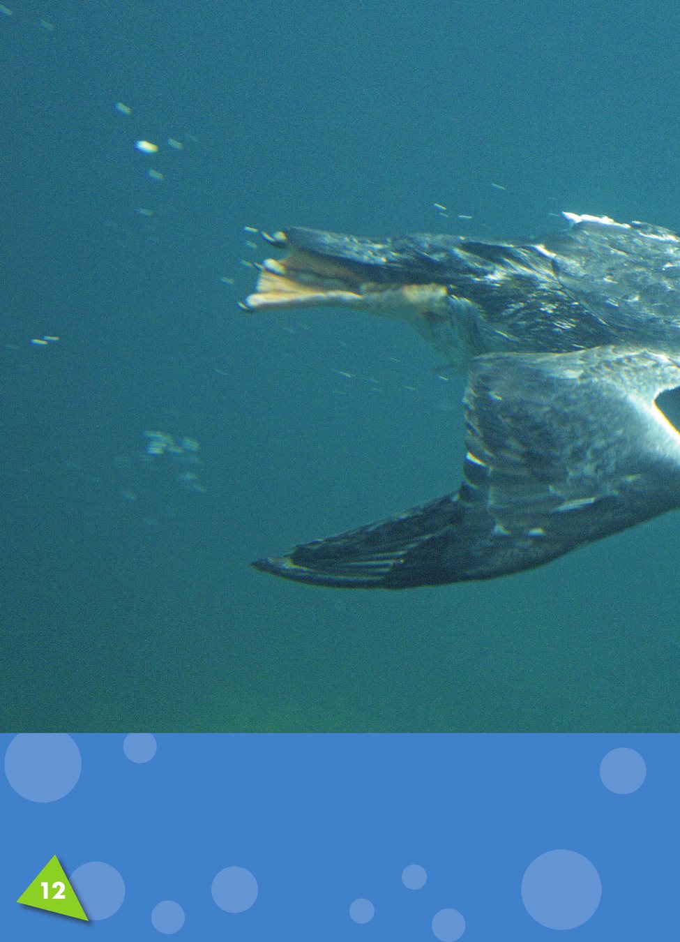 Puffins can dive about feet 30 meters deep They flap their wings - photo 14