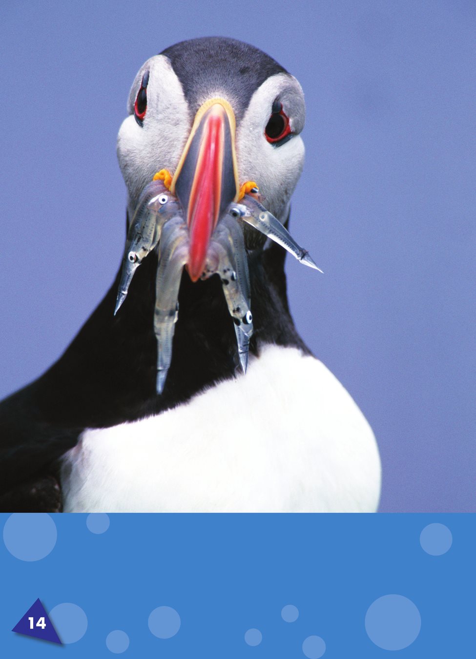 Puffins dive to catch fish squid an ocean animal with a long body eight - photo 17