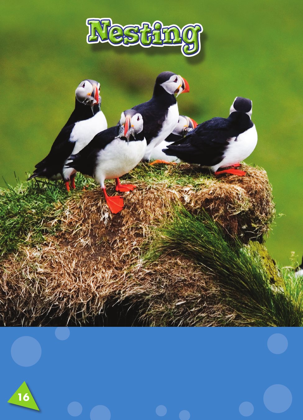 Puffins fly to land in the spring They gather together in colonies a - photo 20